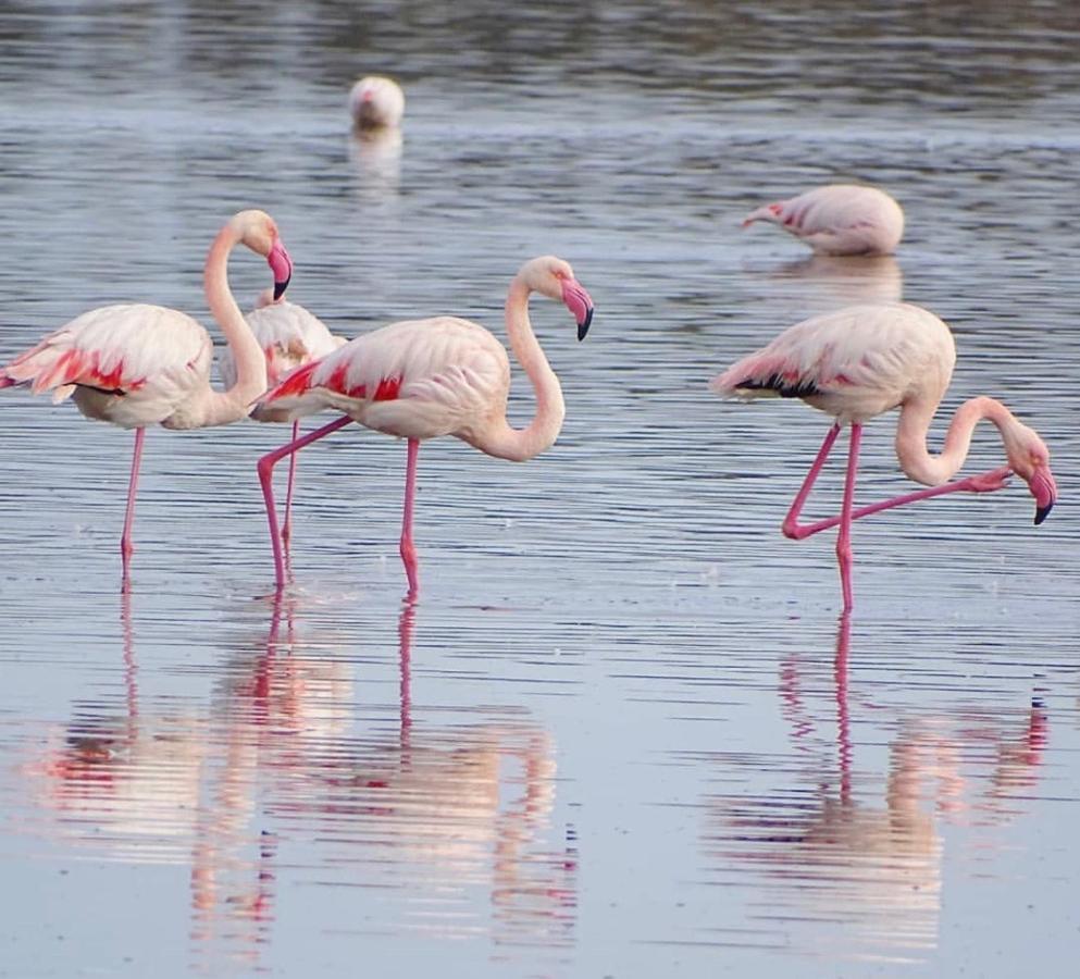 Case Vacanze "Bianco Mare" Porto Pino Kültér fotó
